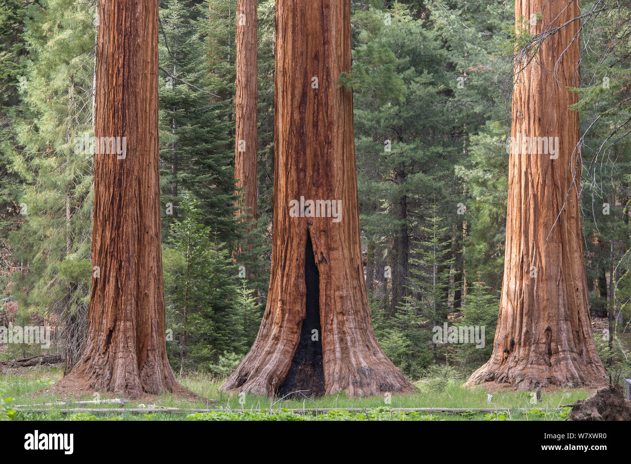 Giant Sequoia (Sequoiadendron giganteum) Sierra Nevada, California, USA, May. Stock Photo