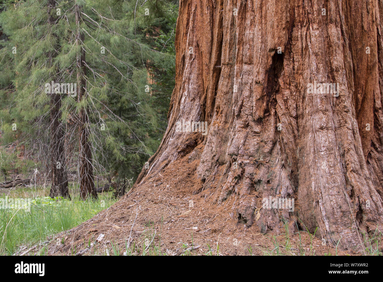 Giant sequoia (Sequoiadendron giganteum) tree trunk, Sierra Nevada, California, USA, May. Stock Photo