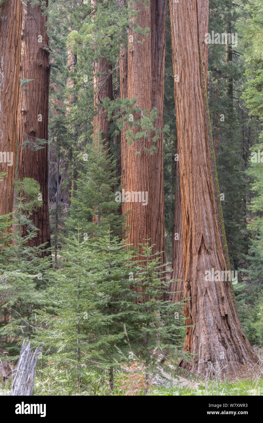 Giant sequoia (Sequoiadendron giganteum) tree trunk, Sierra Nevada, California, USA, May. Stock Photo