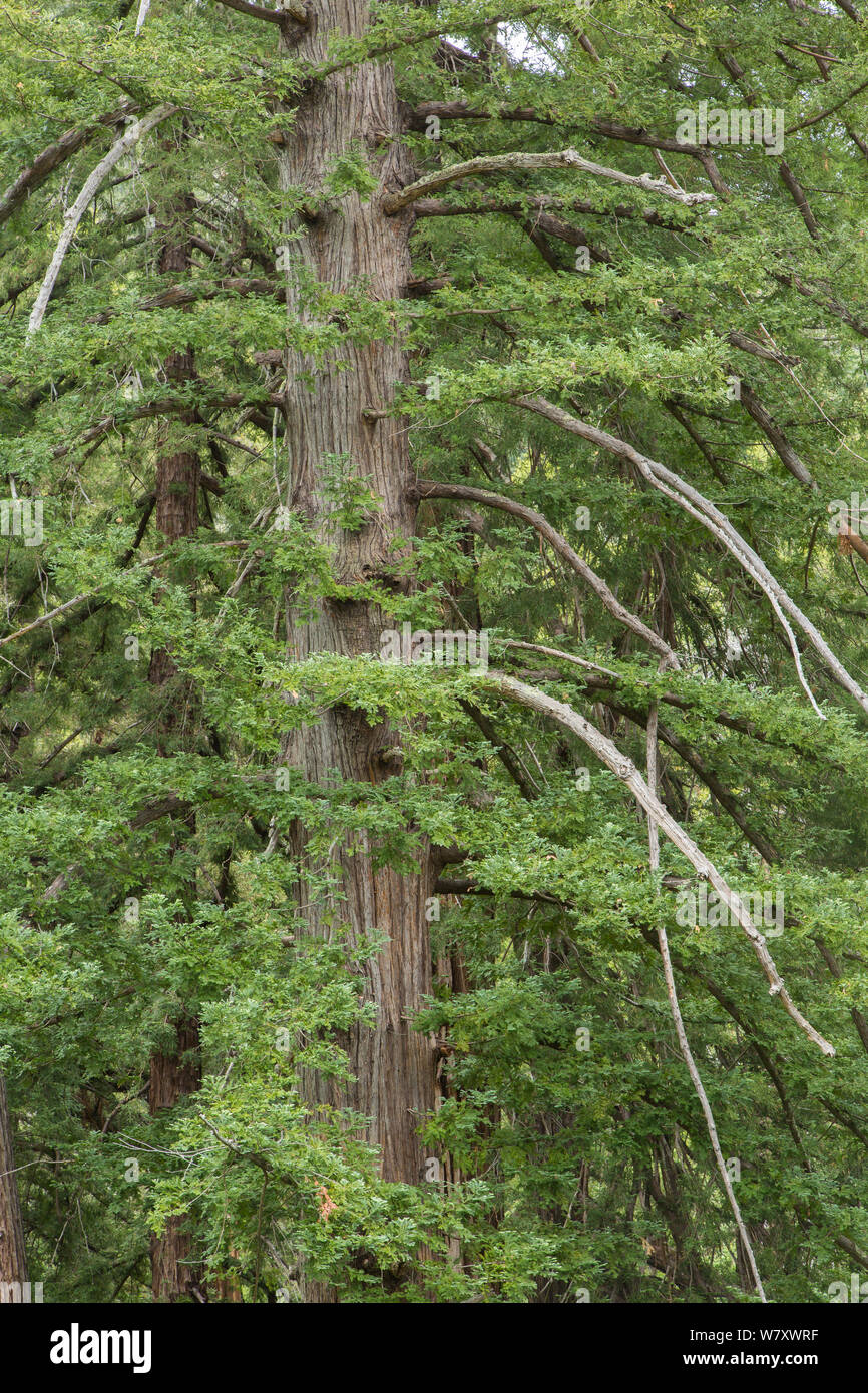 Coastal Redwood trees (Sequoia sempervirens) at Pfeiffer Big Sur State Park, California, USA, June.. Stock Photo
