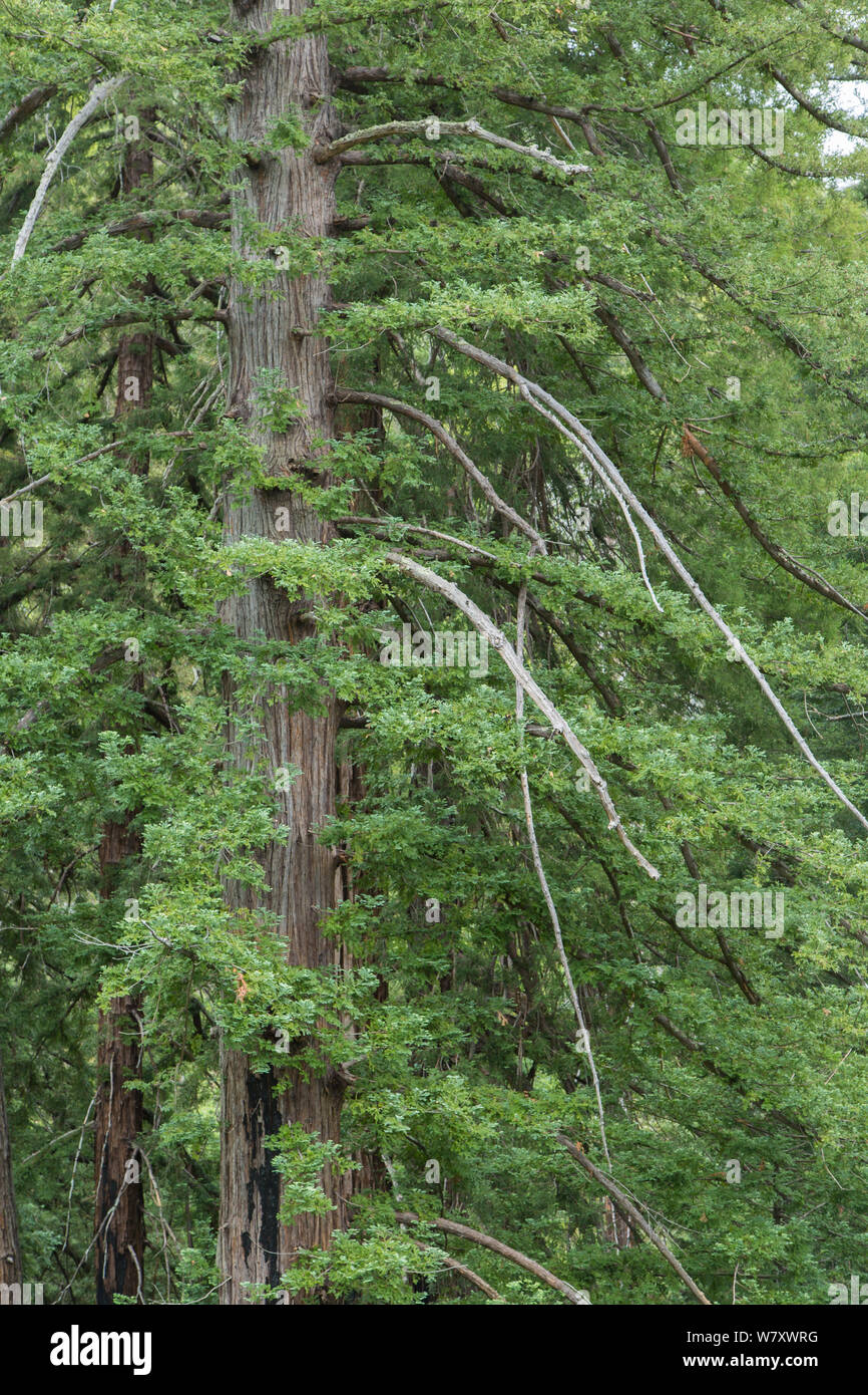 Coastal Redwood trees (Sequoia sempervirens) at Pfeiffer Big Sur State Park, California, USA, June.. Stock Photo