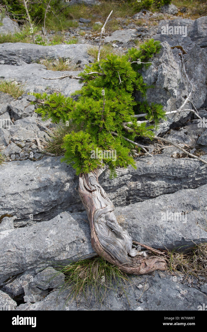 Yew (Taxus baccata) stunted tree growing on limestone pavement, Gait Barrows, Lancashire, England, UK, July. Stock Photo