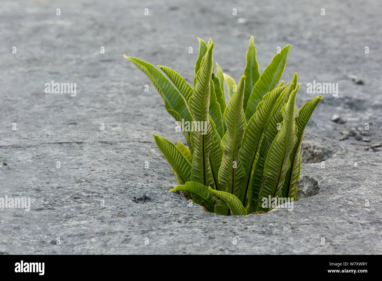 Hart&#39;s Tongue Fern (Asplenium scolopendrium) growing on limestone pavement, Gait Barrows, Lancashire, England, UK, July. Stock Photo