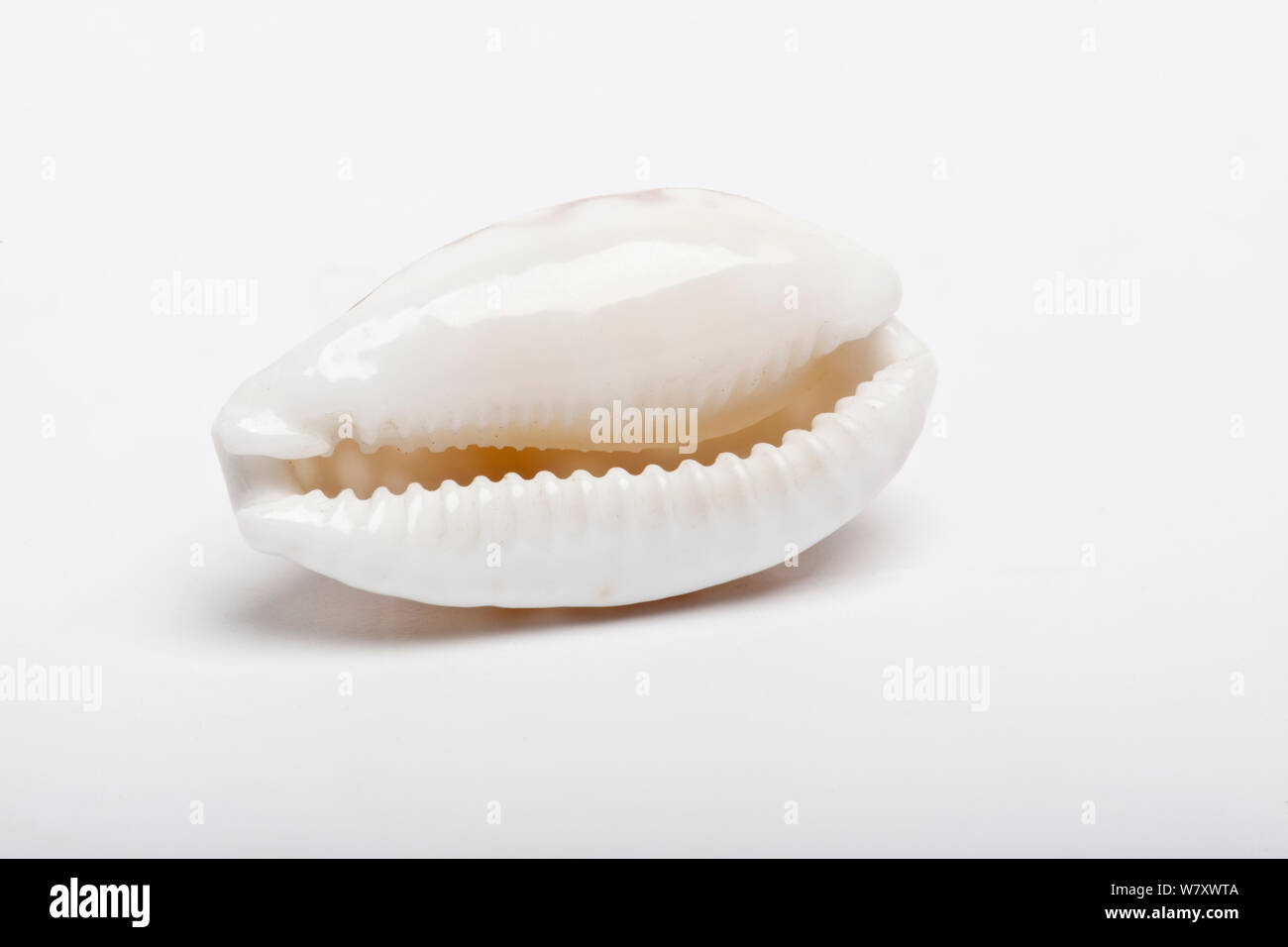 Tan and white cowrie (Cribrarula cribraria) shell, showing aperture, on white background. Stock Photo