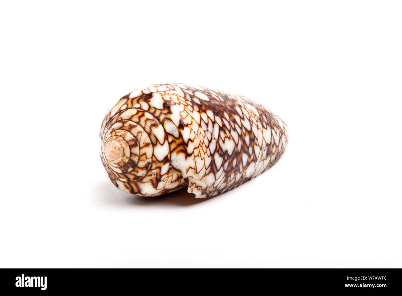 Textile cone shell (Conus textile) shell, highly venomous species. Stock Photo