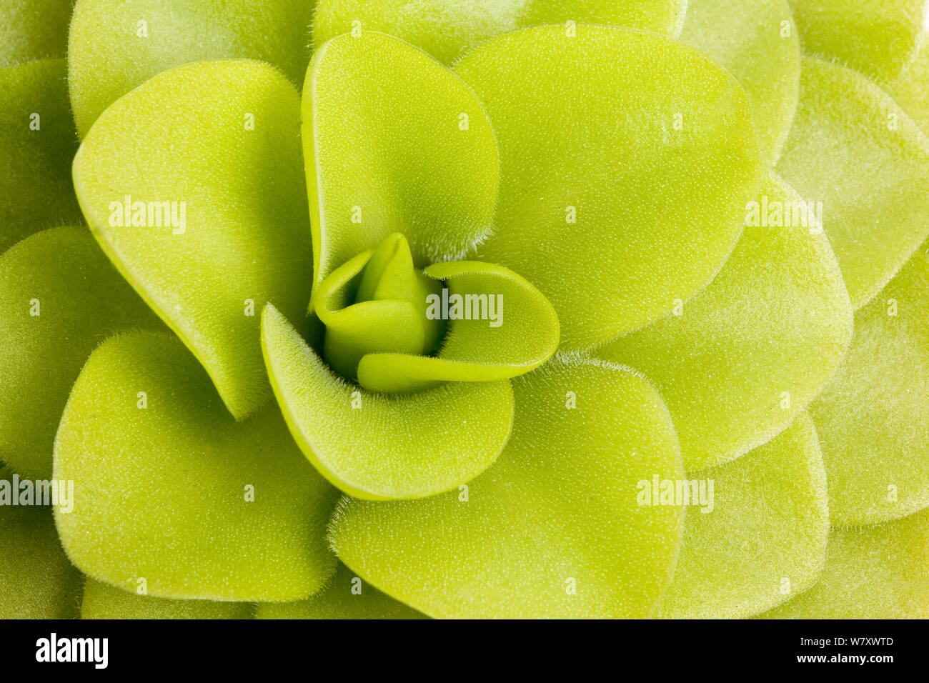 Butterwort (Pinguicula gigantea) leaves, insectivorous plants