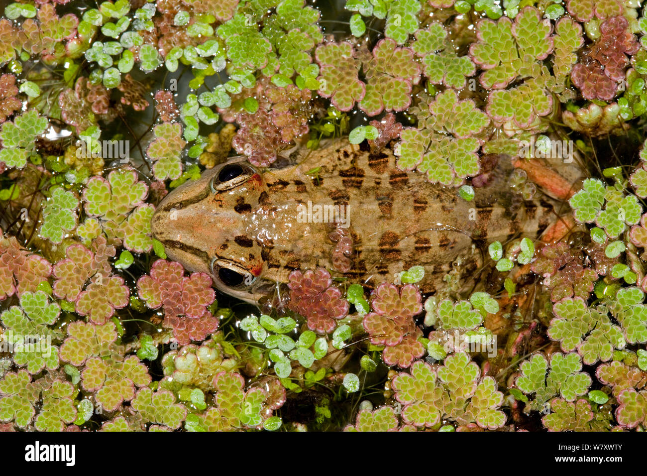 Mascarene Grass Frog (Ptychadena mascareniensis) camouflaged among water plants, captive endemic to Madagascar. Stock Photo