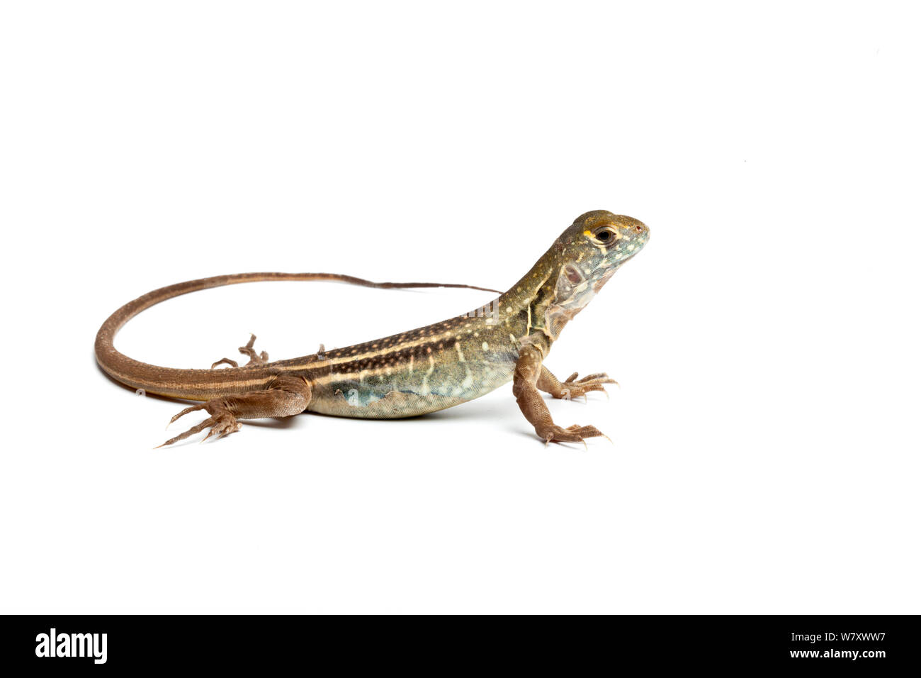 Chinese butterfly lizard (Leiolepis reevesii) on white background, captive from South East Asia. Stock Photo