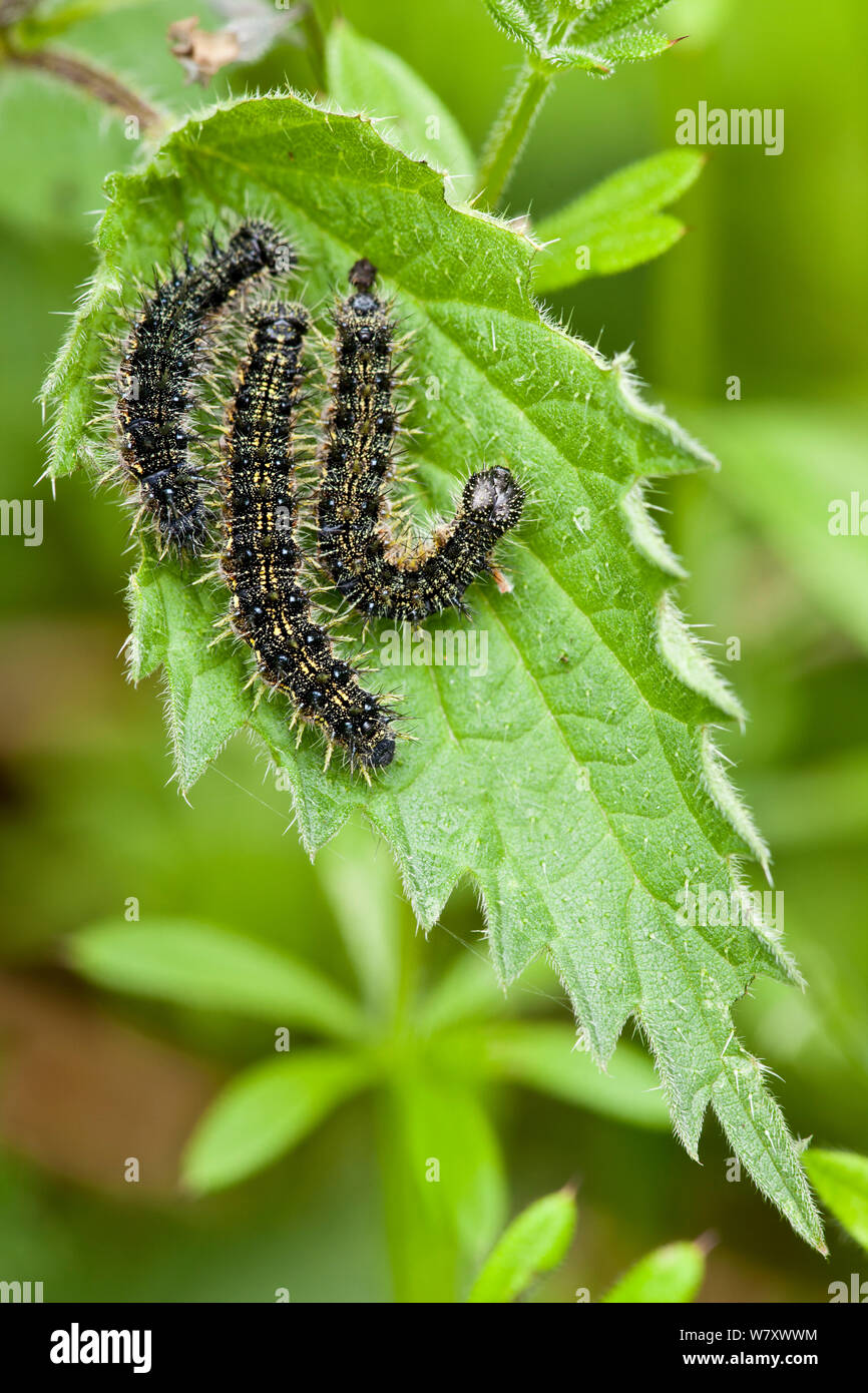 Peacock butterfly caterpillars hires stock photography and images Alamy