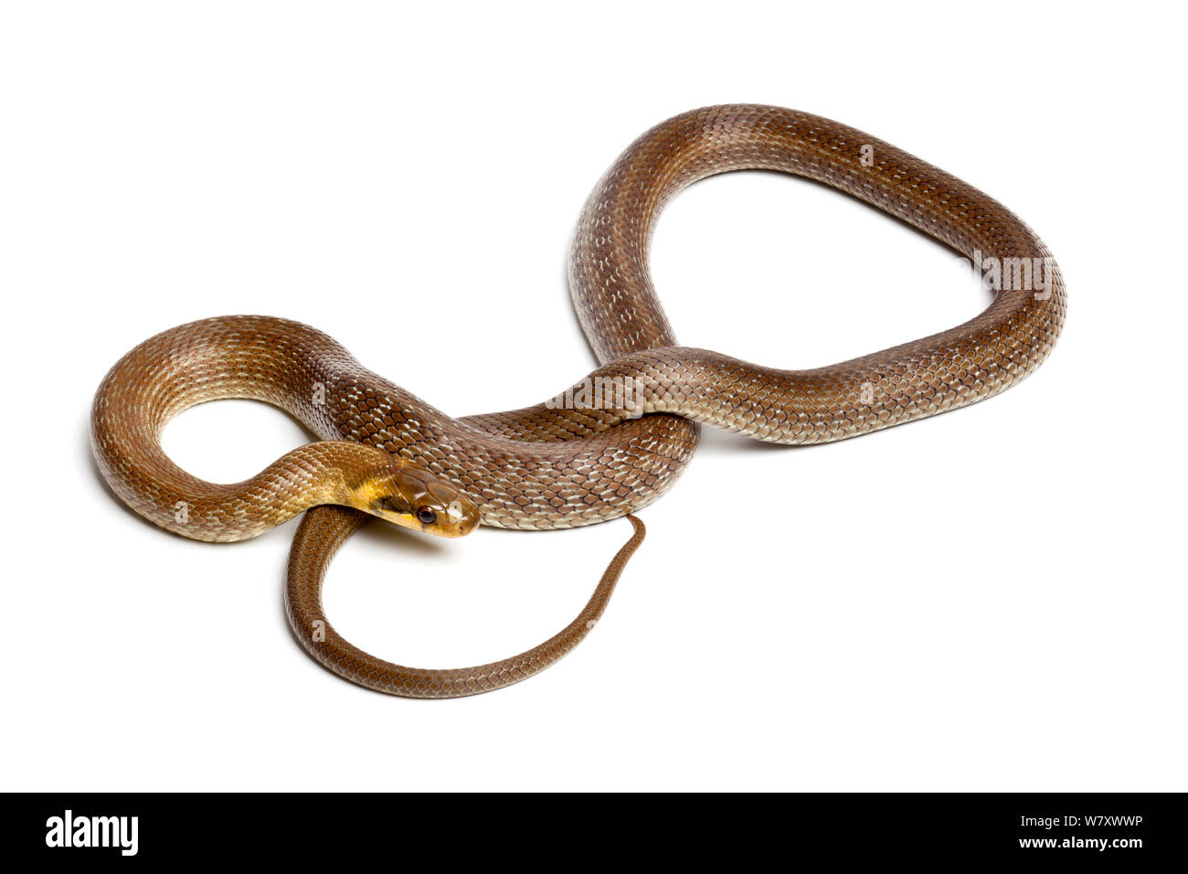 Aesculapian snake (Zamenis longissimus) on white background, captive from Europe. Stock Photo