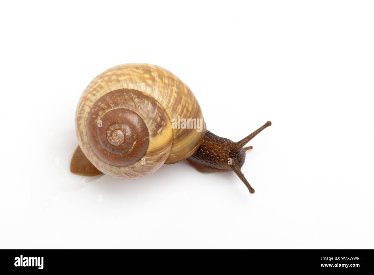Wrinkled snail (Candidula intersecta) Derbyshire, England, UK, August. Stock Photo
