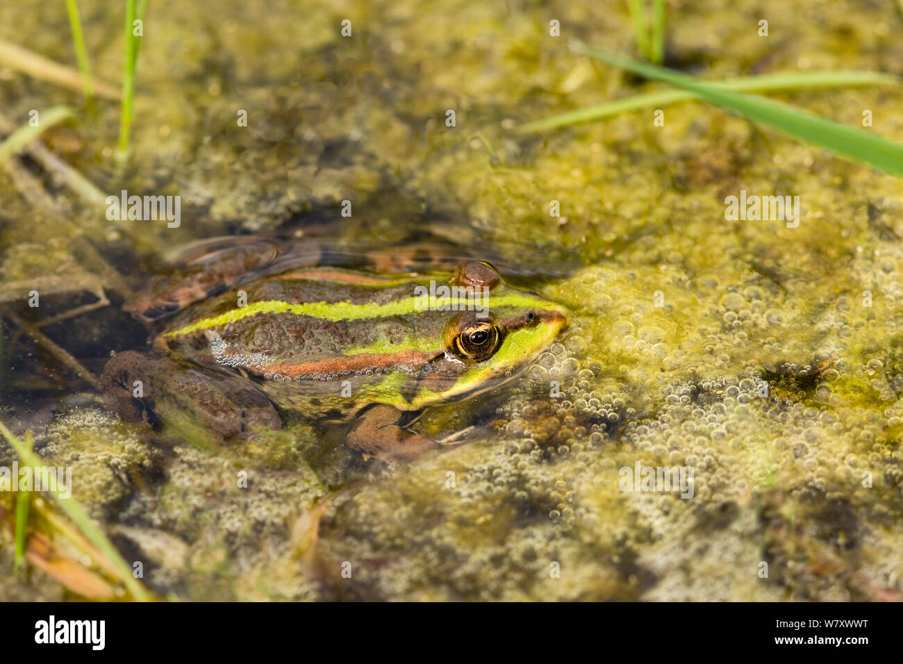 Marsh frog (Pelophylax ridibunda) Rainham Marshes, Essex, UK, April. Stock Photo