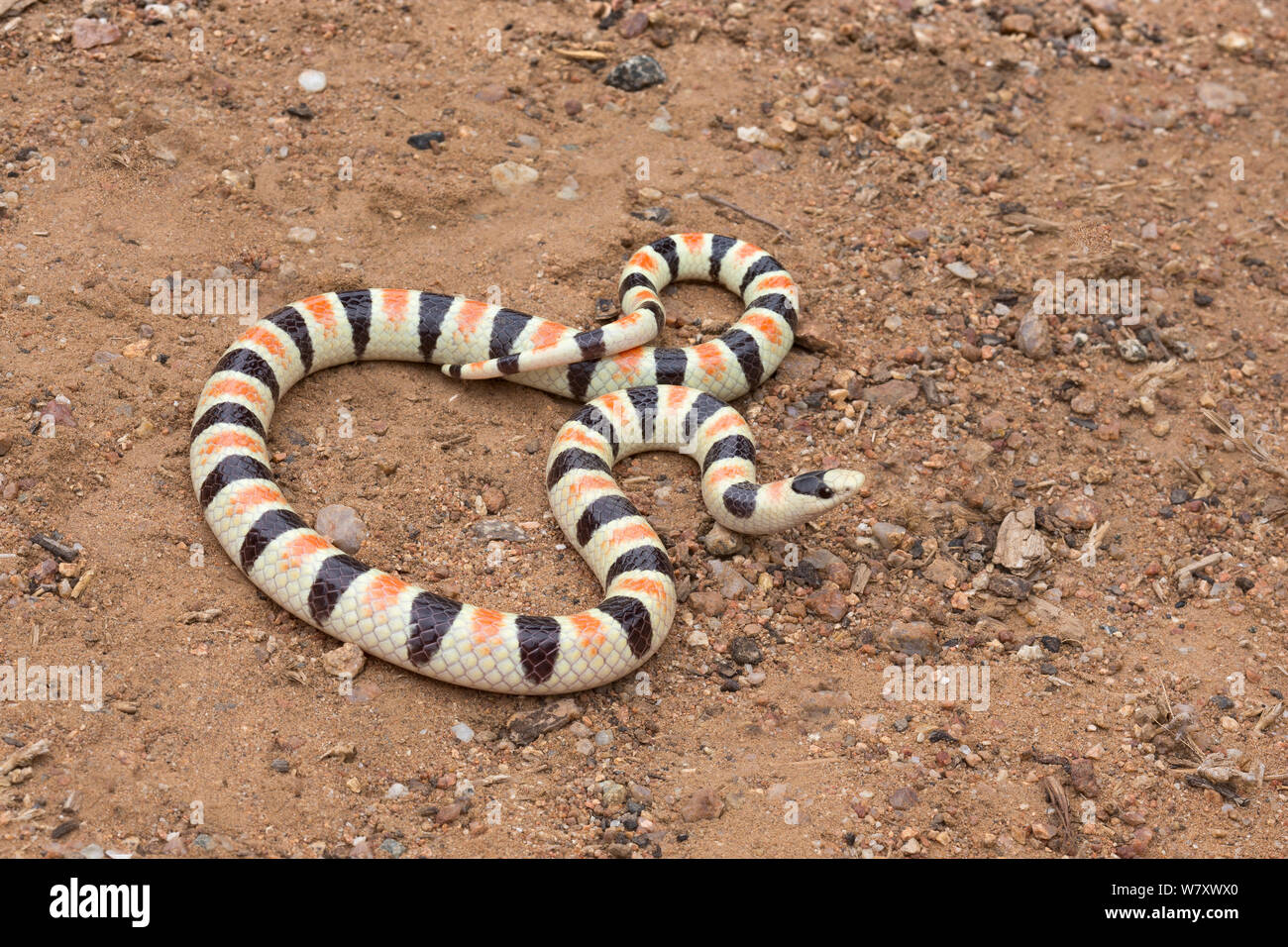 Colorado Shovel-nosed Snake (Chionactis occipitalis annulata) Anza-Borrego Desert, California, USA, May. Stock Photo