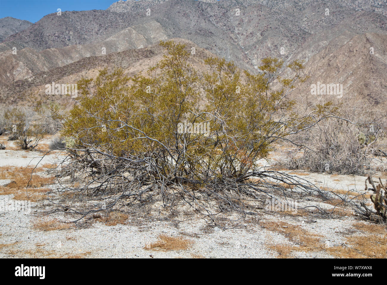 Creostoe bush (Larrea tridentata) Anza-Borrego Desert, California, USA, May. Stock Photo