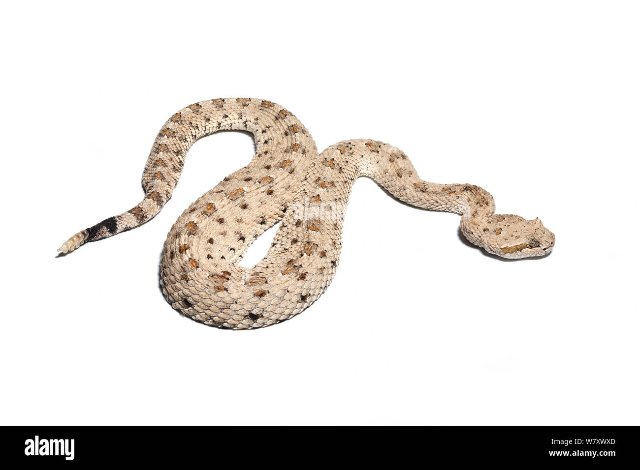 desert rattlesnake drawing