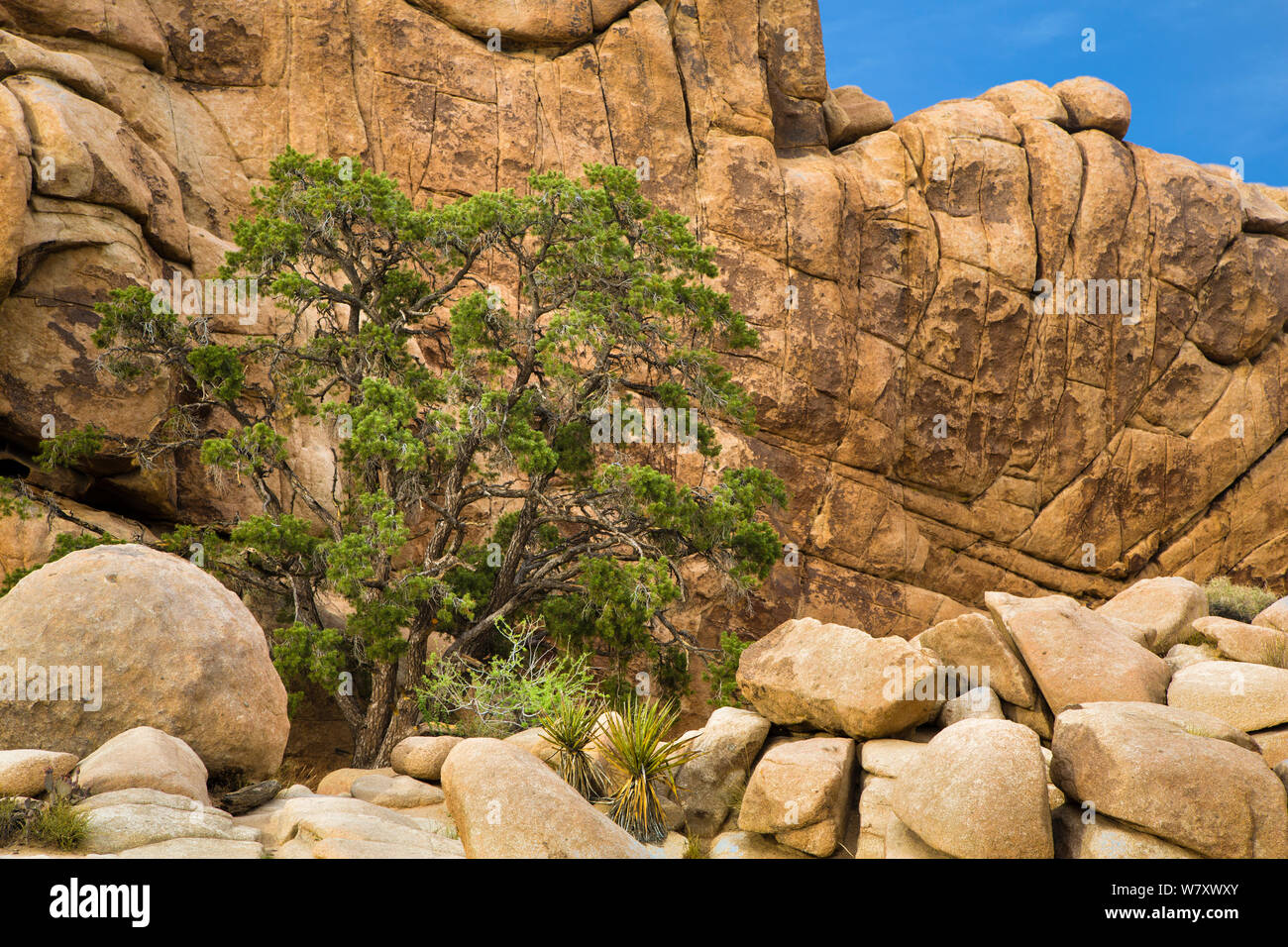 Single-leaf Pinyon Pine (Pinus monophylla) Joshua Tree National Park, California, USA, May. Stock Photo