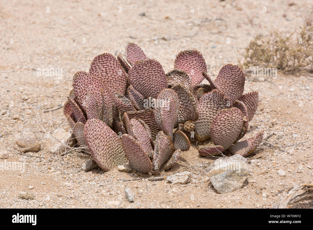 Purple Prickly-pear or Beavertail Cactus (Opuntia santa-rita) Joshua Tree National Park, California, USA, May. Stock Photo