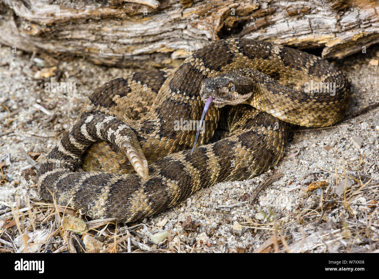 northern pacific rattlesnake