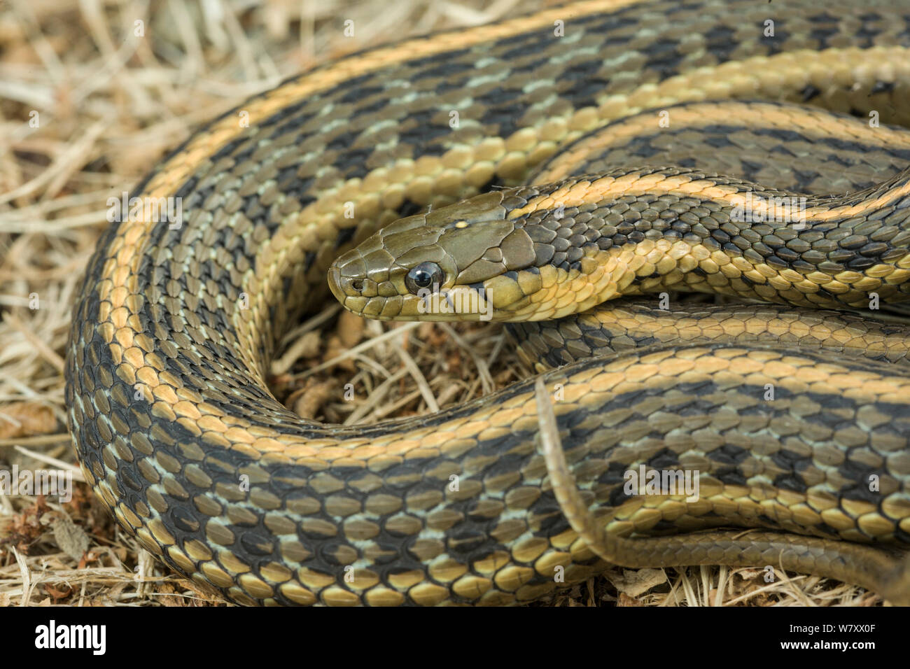 Pacific Coast Aquatic Garter Snake (Thamnophis atratus atratus) Point Reyes, California, USA, April. Stock Photo