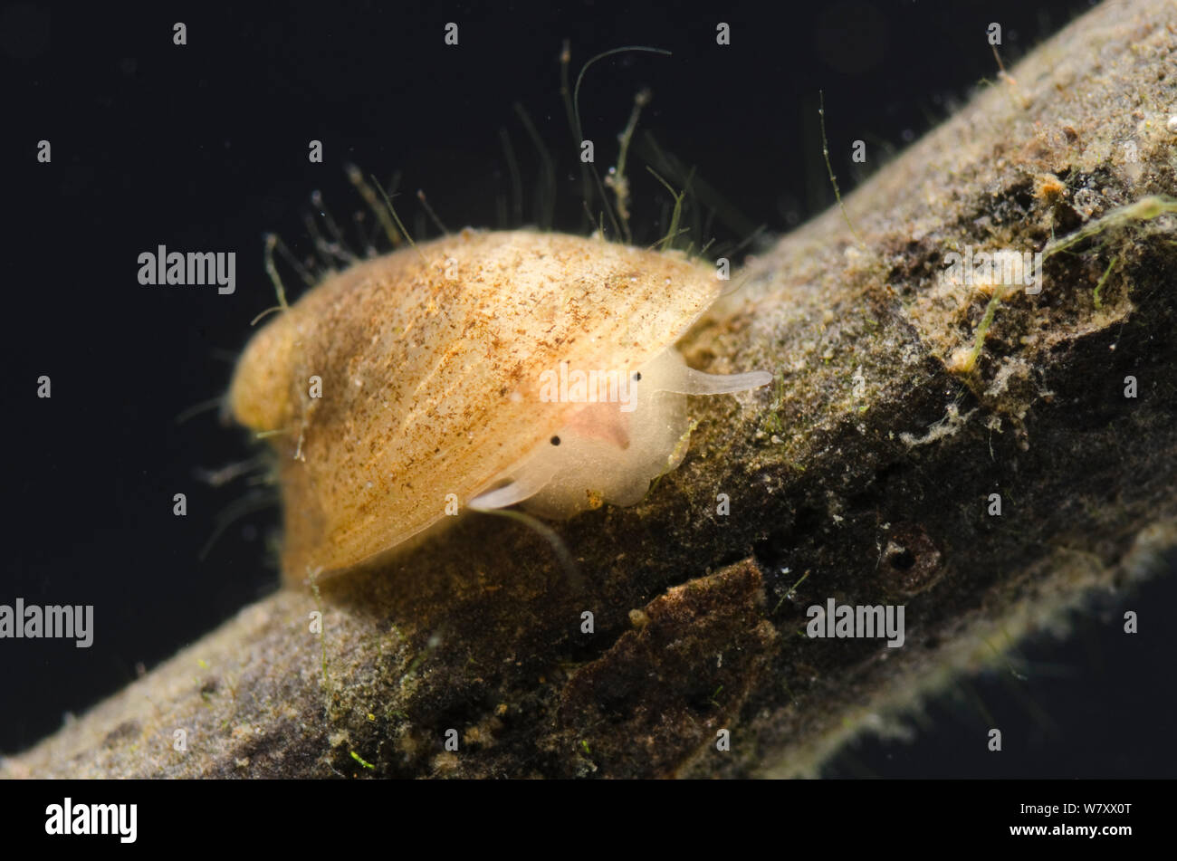 Freshwater limpet (Ferrissia sp) Europe, March, controlled conditions. Stock Photo