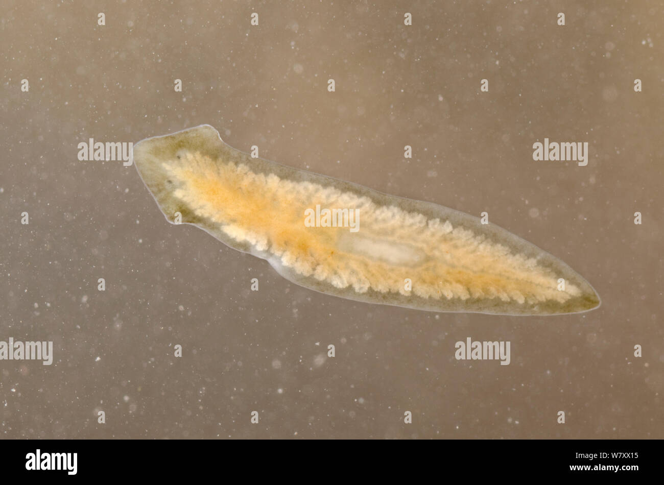 Flatworm (Dugesia sp) Europe, December, controlled conditions. Stock Photo