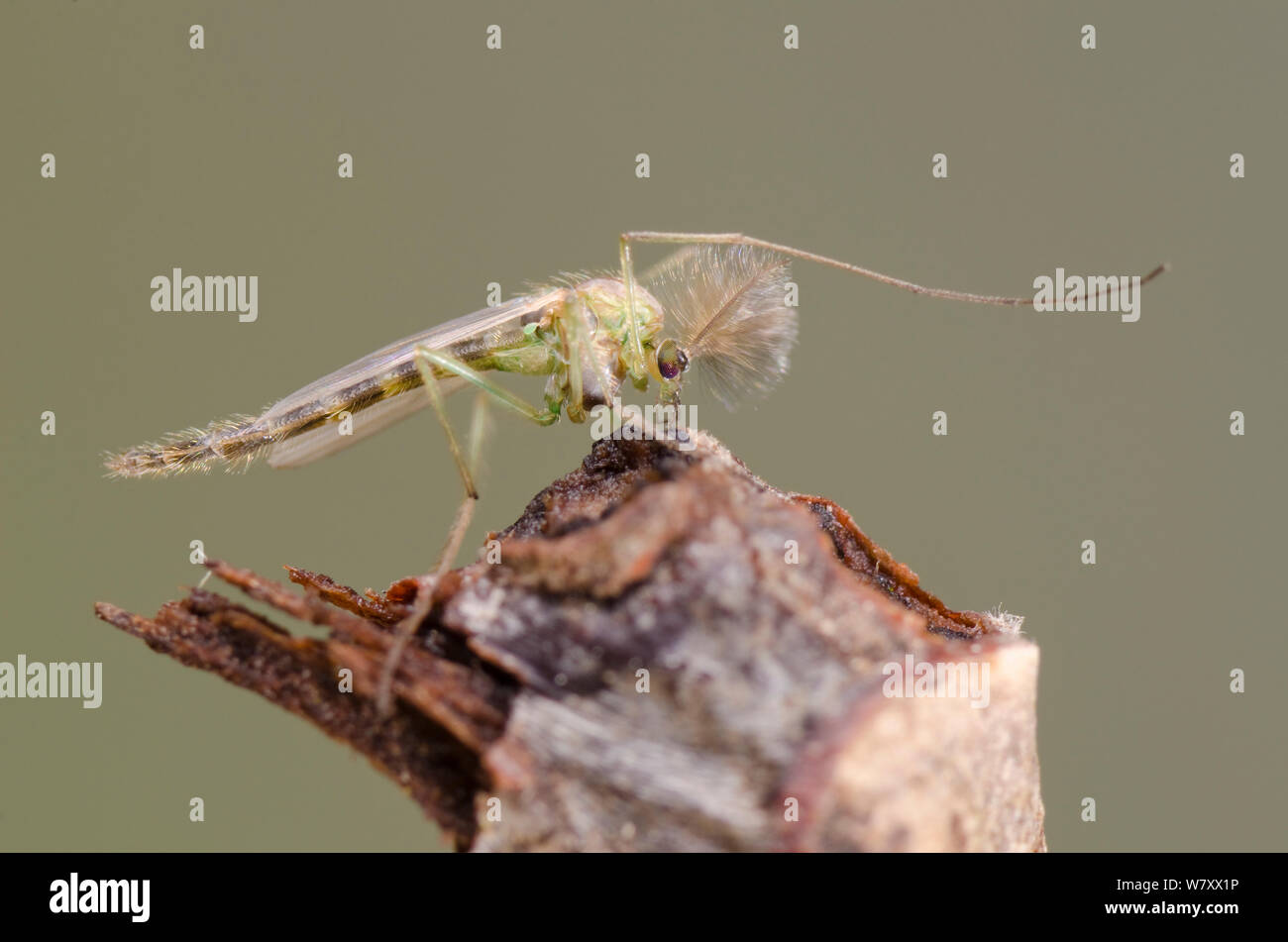 Non-biting midge (Chironomidae) adult male, Europe, January, controlled conditions. Stock Photo