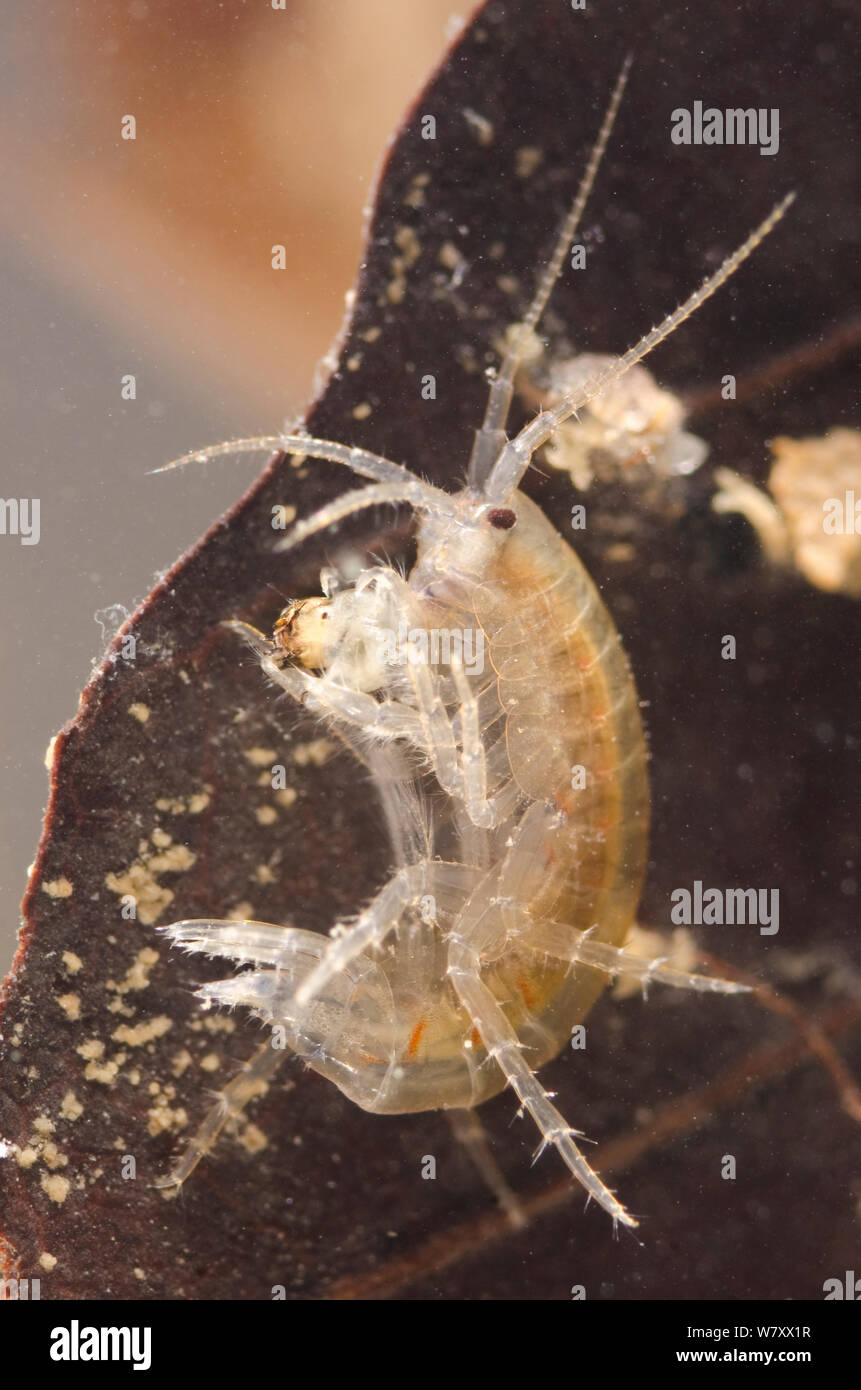 Scud (Gammarus fossarum), a freshwater crustacean, feeding on dipteran larva, Europe, February, controlled conditions. Stock Photo