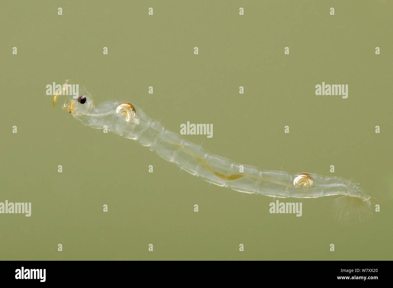 Phantom midge (Chaoborus flavicans) larva, Europe, February, controlled conditions. Stock Photo