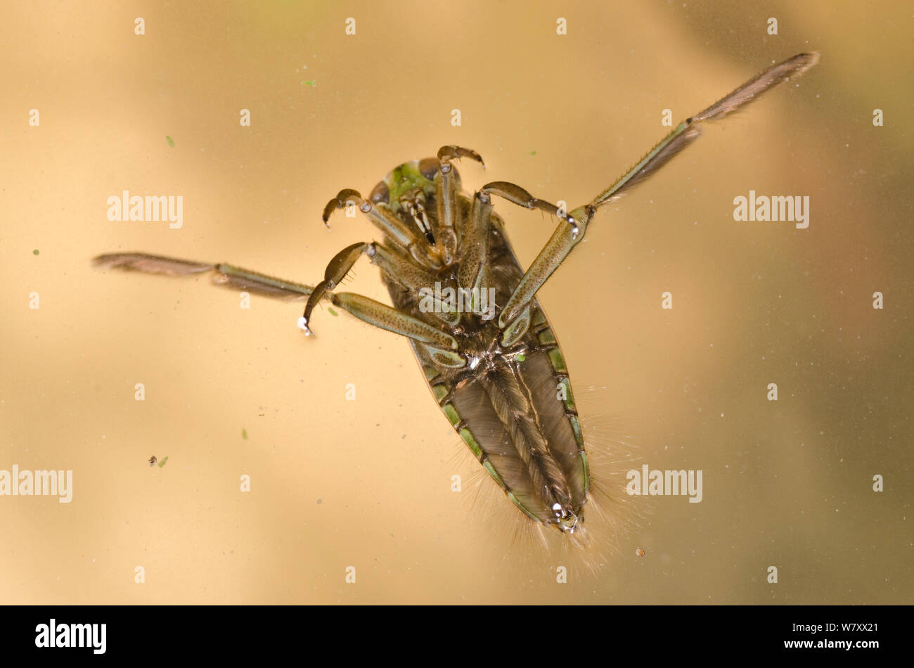 Backswimmer (Notonecta glauca) viewed from above, Europe, February, controlled conditions. Stock Photo