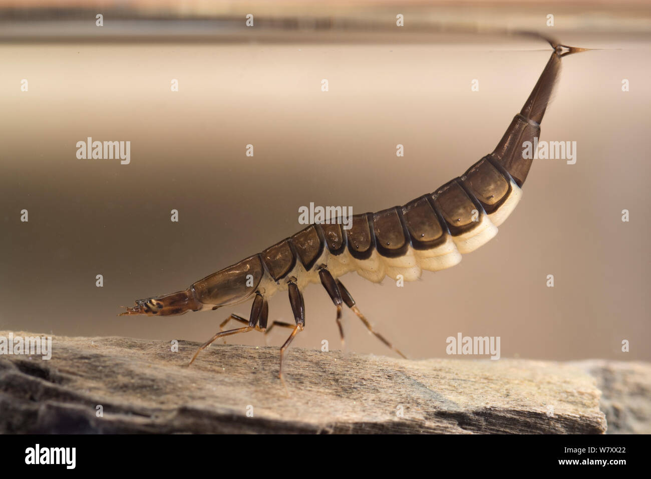 Diving beetle (Graphoderus bilineatus) larva breathing at surface, Europe, June, controlled conditions. Stock Photo