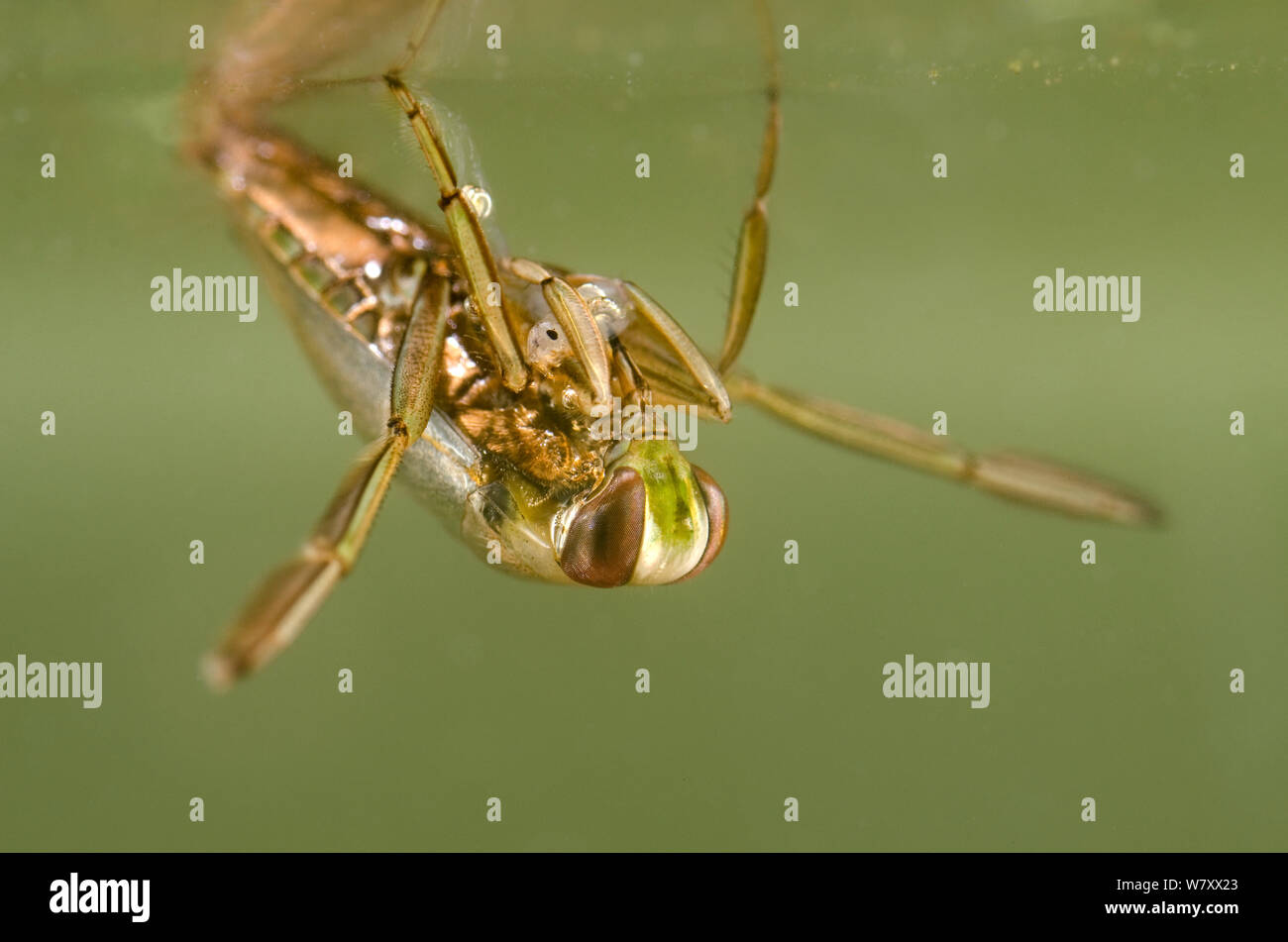 Backswimmer (Notonecta glauca) feeding on phantom midge larva, Europe, February, controlled conditions. Stock Photo