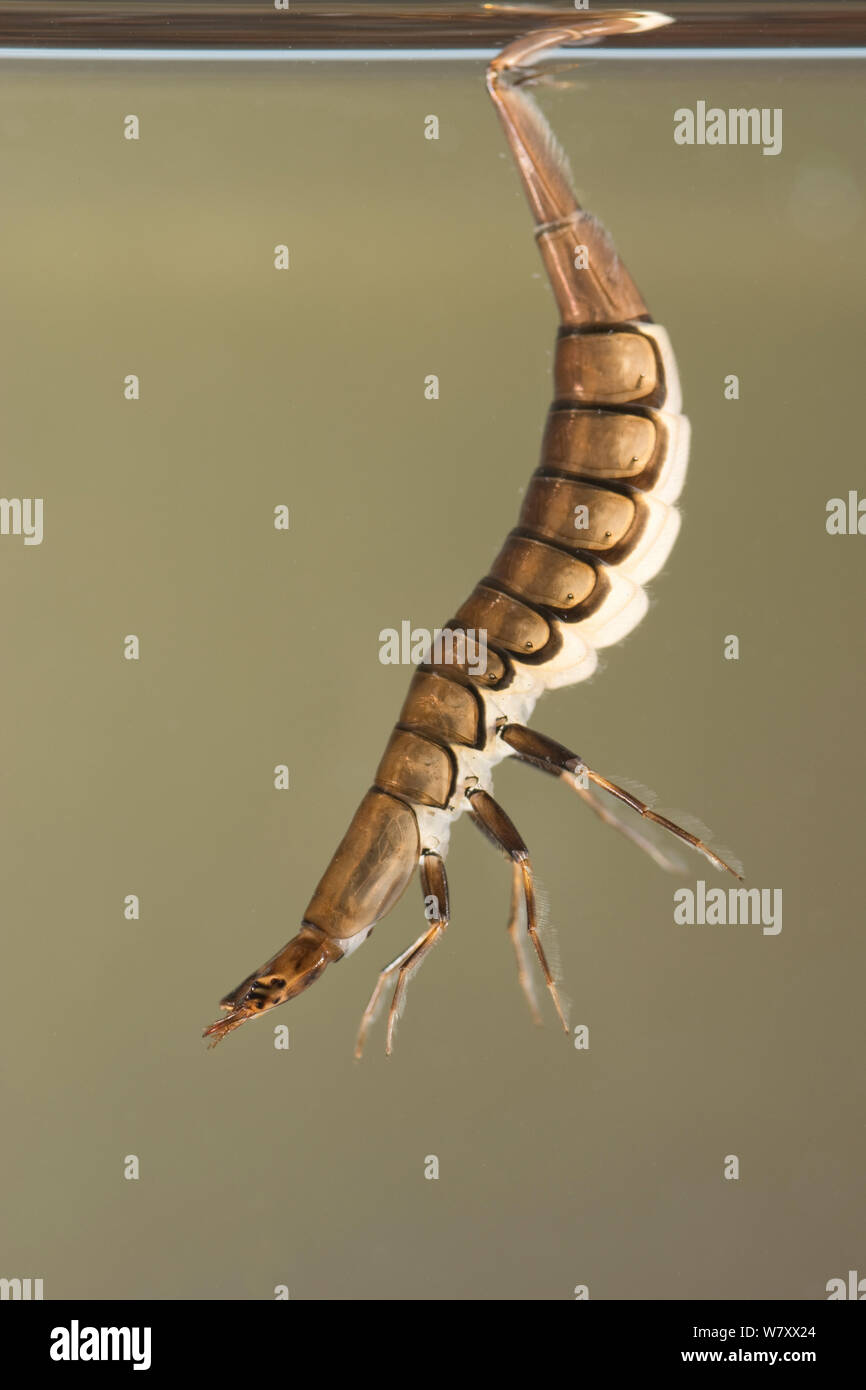 Diving beetle (Graphoderus bilineatus) larva breathing at surface, Europe, June, controlled conditions. Stock Photo