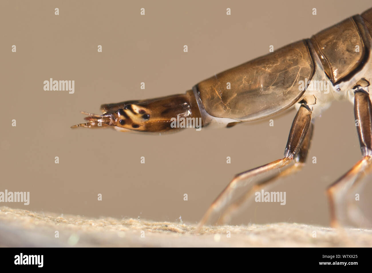 Diving beetle (Graphoderus bilineatus) larva, head detail. Europe, June, controlled conditions. Stock Photo