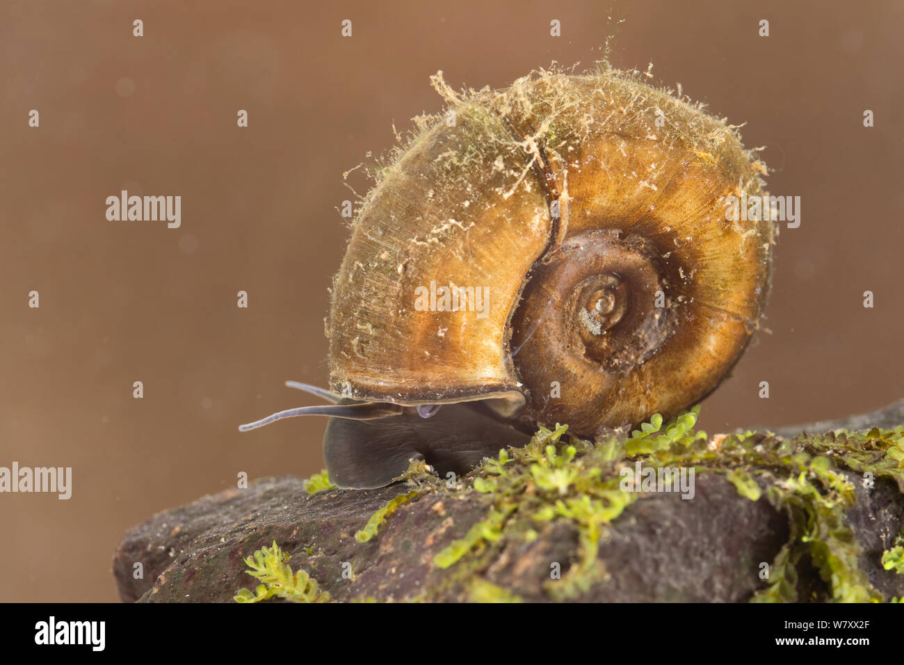 Great ramshorn snail (Planorbarius corneus) Europe, June, controlled conditions. Stock Photo