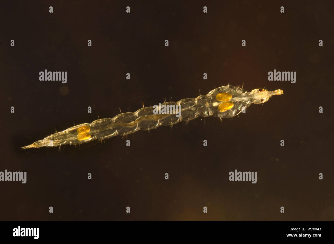 Phantom midge (Chaoborus flavicans) larva, dorsal view, Europe, February. Controlled conditions. Image taken using digital focus stacking. Stock Photo