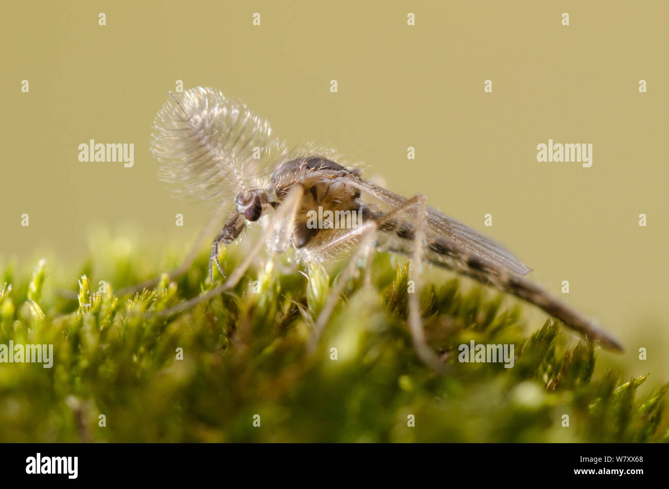 Phantom midge (Chaoborus flavicans) adult male, Europe, March. Controlled conditions. Stock Photo