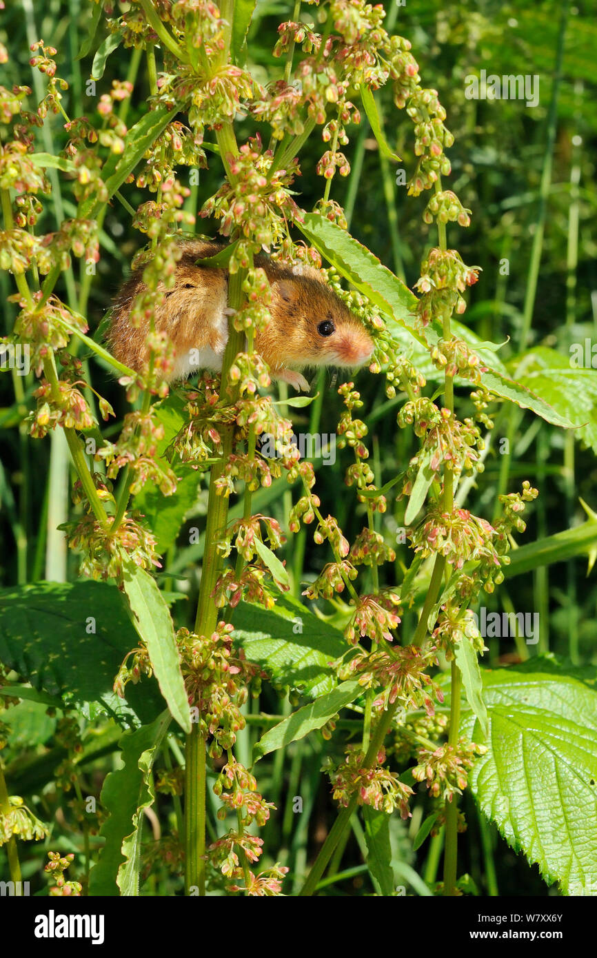 Captive-reared Harvest mouse (Micromys minutus) just after release among seedheads of Common sorrel / Sour Dock (Rumex acetosa), a favoured food source, on a heathland reserve, Kilkhampton Common, Cornwall, UK,June. Stock Photo