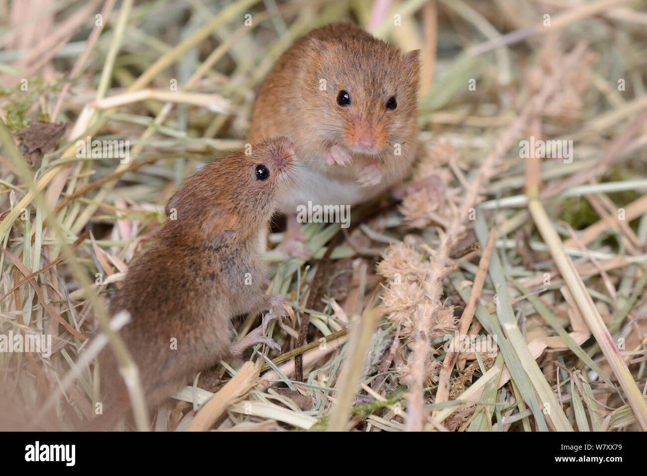 Juvenile and adult Harvest mouse (Micromys minutus) foraging on millet from a seed spray within a breeding cage, being reared for a reintroduction project, Lifton, Devon, UK, May. Stock Photo