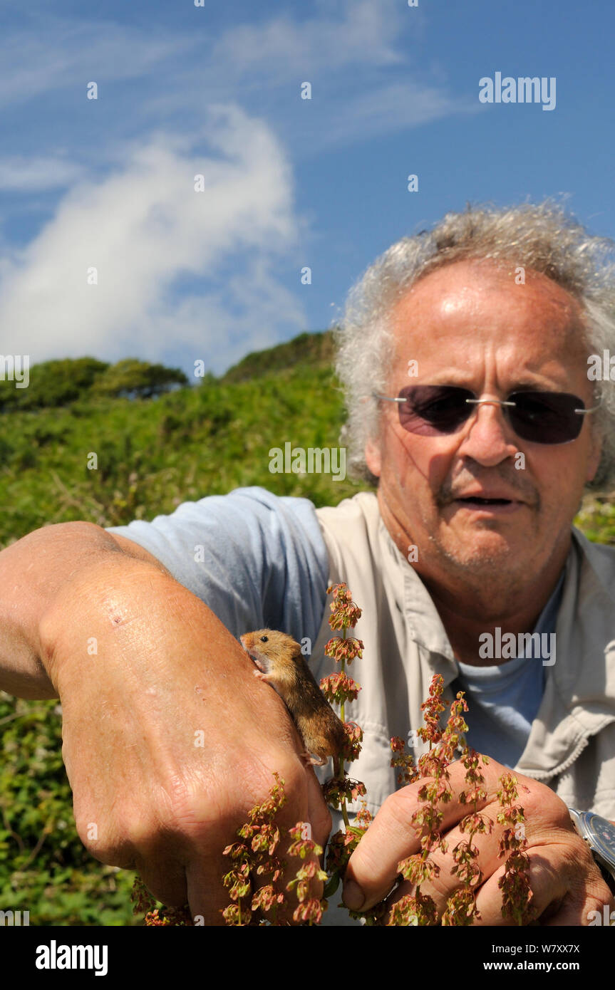 John Duncan of Westland Countryside Stewards releasing a captive reared Harvest mouse (Micromys minutus) among seedheads of Common sorrel / Sour Dock (Rumex acetosa), a favoured food source, on a heathland reserve, Kilkhampton Common, Cornwall, UK,June. Model released. Stock Photo