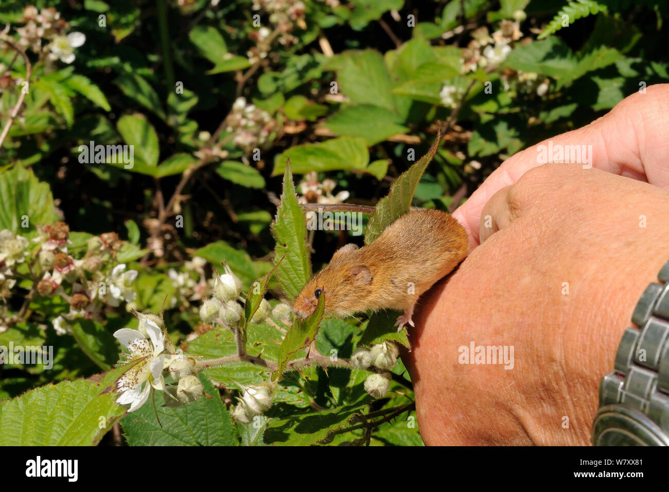 Captive-reared Harvest mouse (Micromys minutus) being released onto a Bramble bush (Rubus plicatus) on a heathland reserve, Kilkhampton Common, Cornwall, UK, June. Model released. Stock Photo