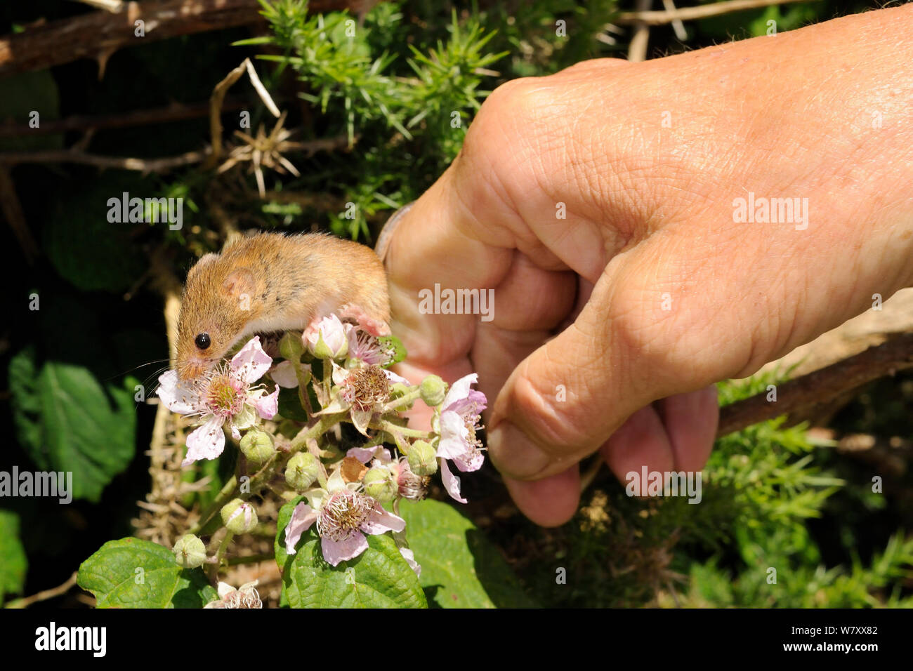 Captive-reared Harvest mouse (Micromys minutus) being released onto a Bramble bush (Rubus plicatus) on a heathland reserve, Kilkhampton Common, Cornwall, UK, June. Model released. Stock Photo