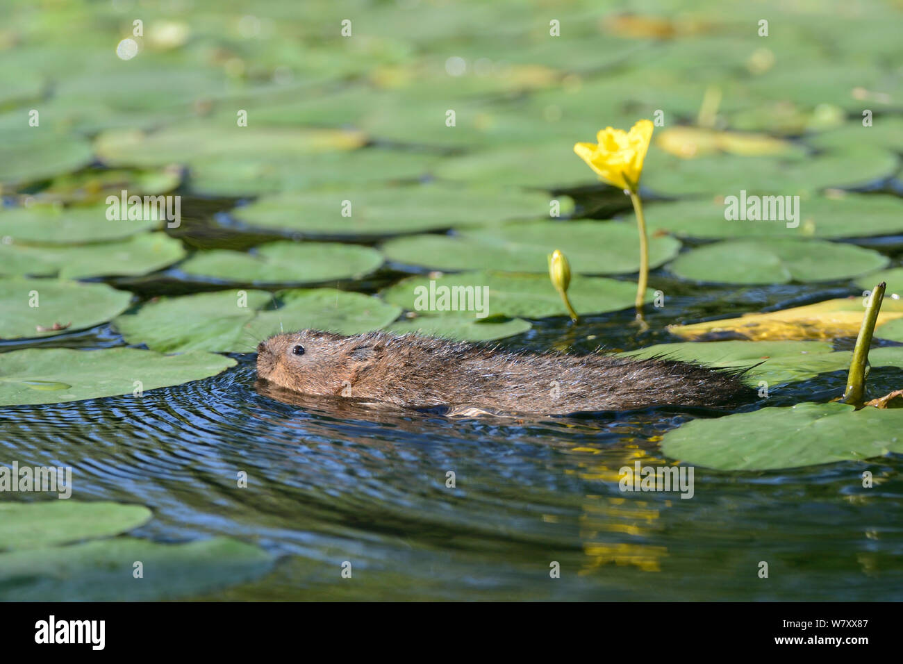 Water Vole (Arvicola terrestris) foraging for Yellow water lily leaves (Nuphar lutea) among flowering lily pads in a small lake, Cornwall, UK, June. Stock Photo