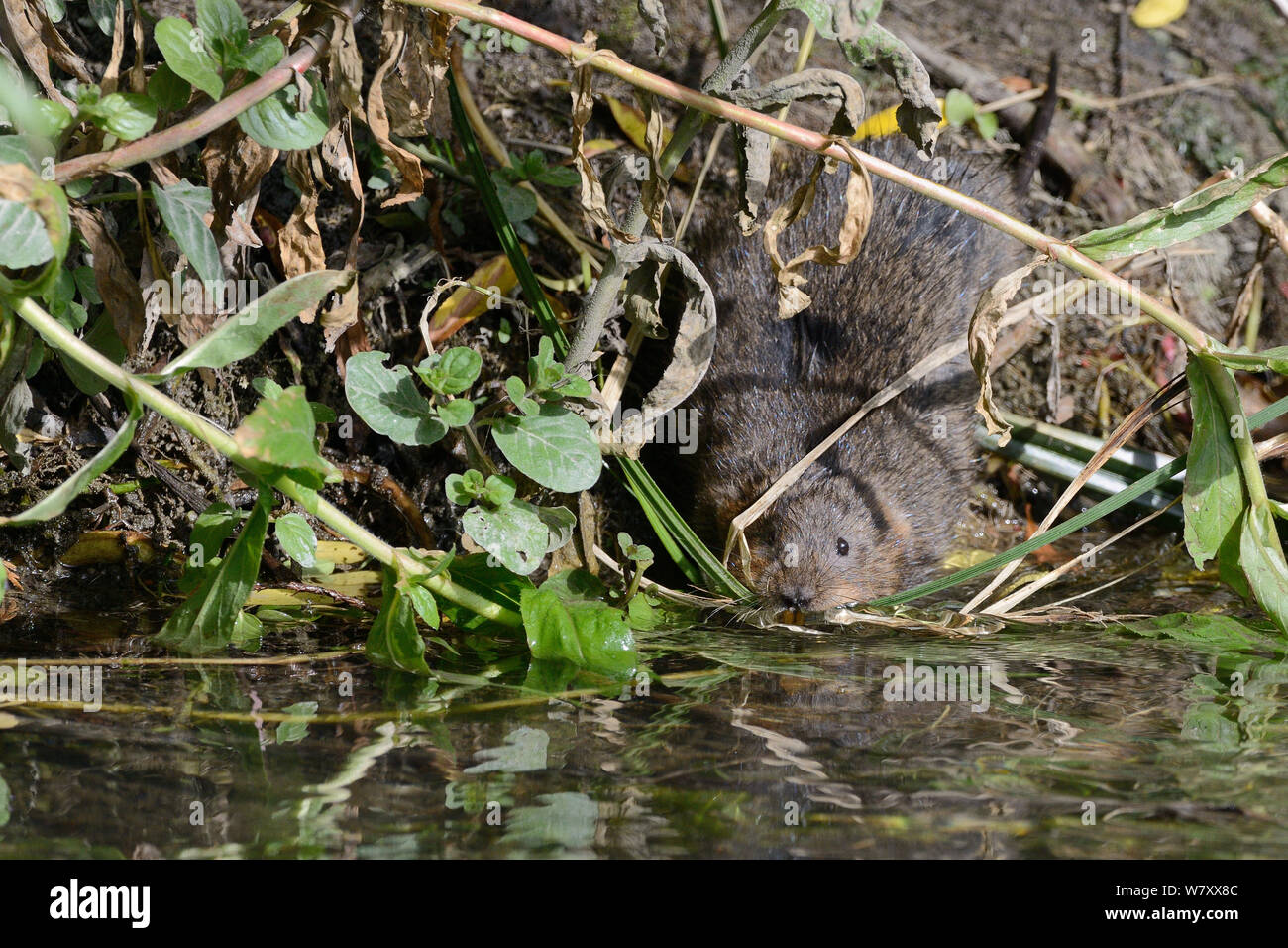 Female Water Vole (Arvicola terrestris) entering a stream with a mouthful of grasses to take to its nest burrow, UK, June. Stock Photo