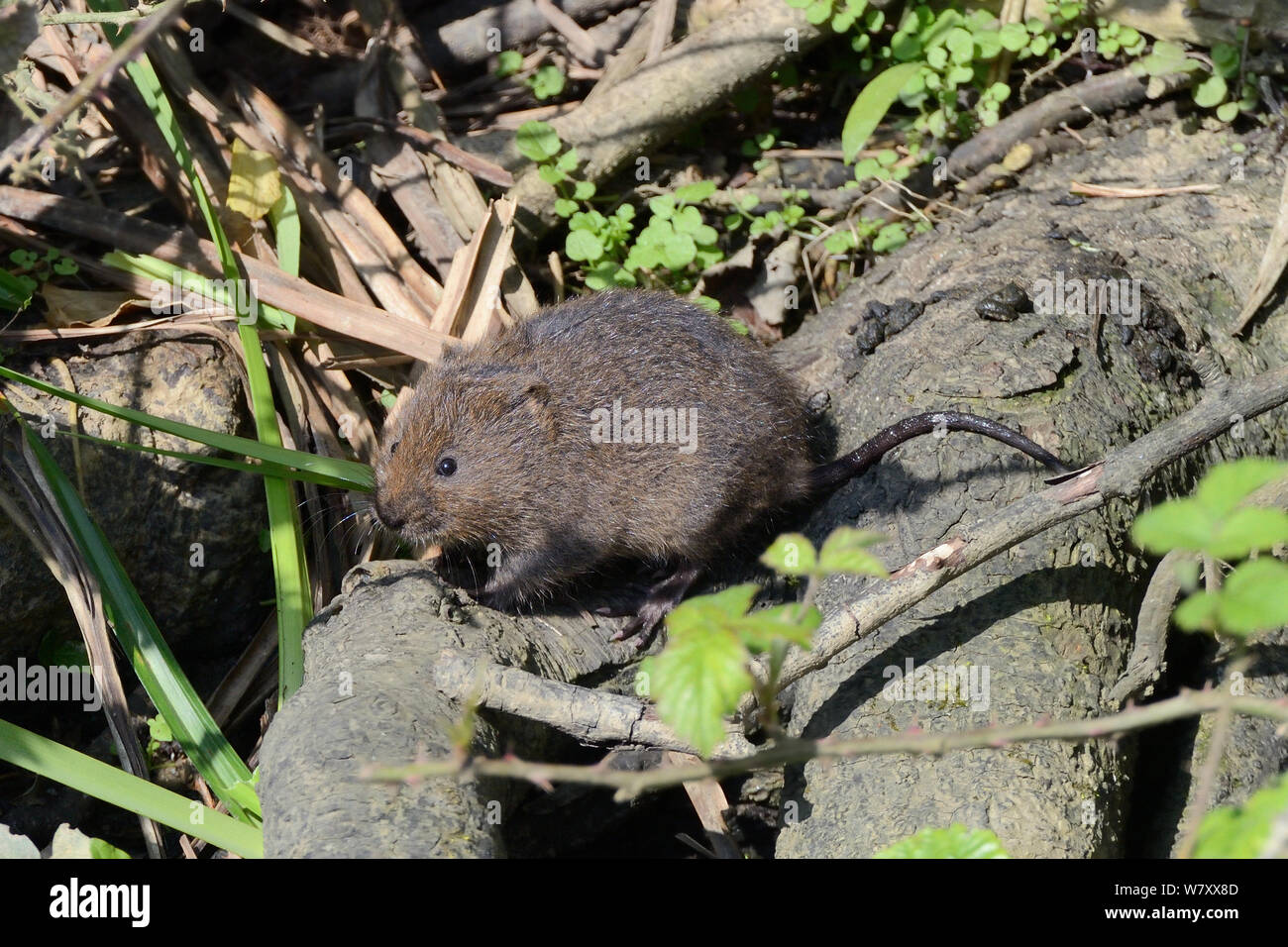 Water Vole (Arvicola terrestris) visiting a latrine on a tree root bordering a pond, Cornwall, UK, May. Stock Photo