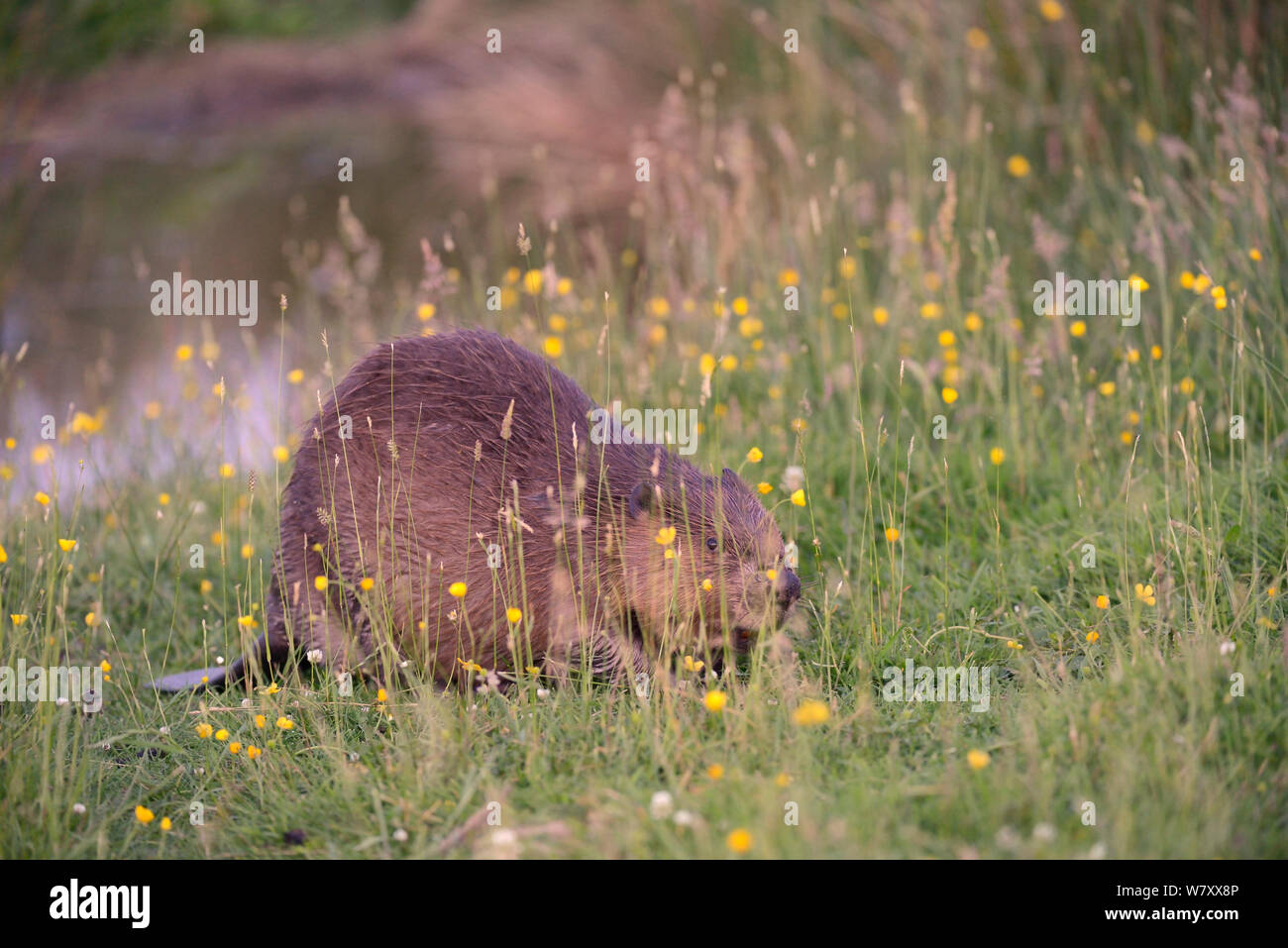Eurasian beaver (Castor fiber) adult grazing grass among Buttercups (Ranunculus acris) on the margin of a marshland pond within a large enclosure after sunset, Devon, UK, June. Stock Photo