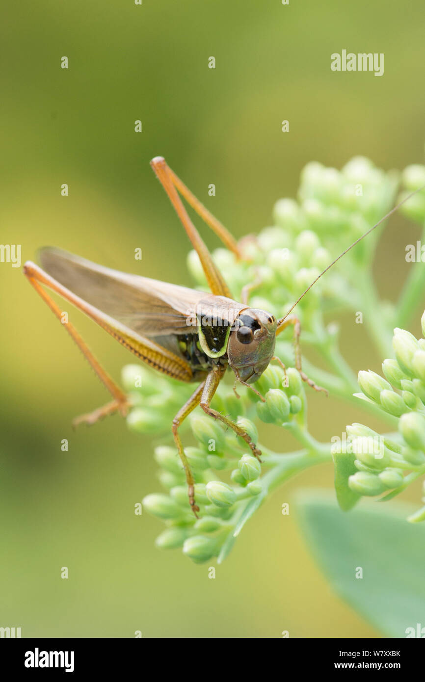 Roesel's Bush-cricket, insect, cricket, Metrioptera roeselii, form ...