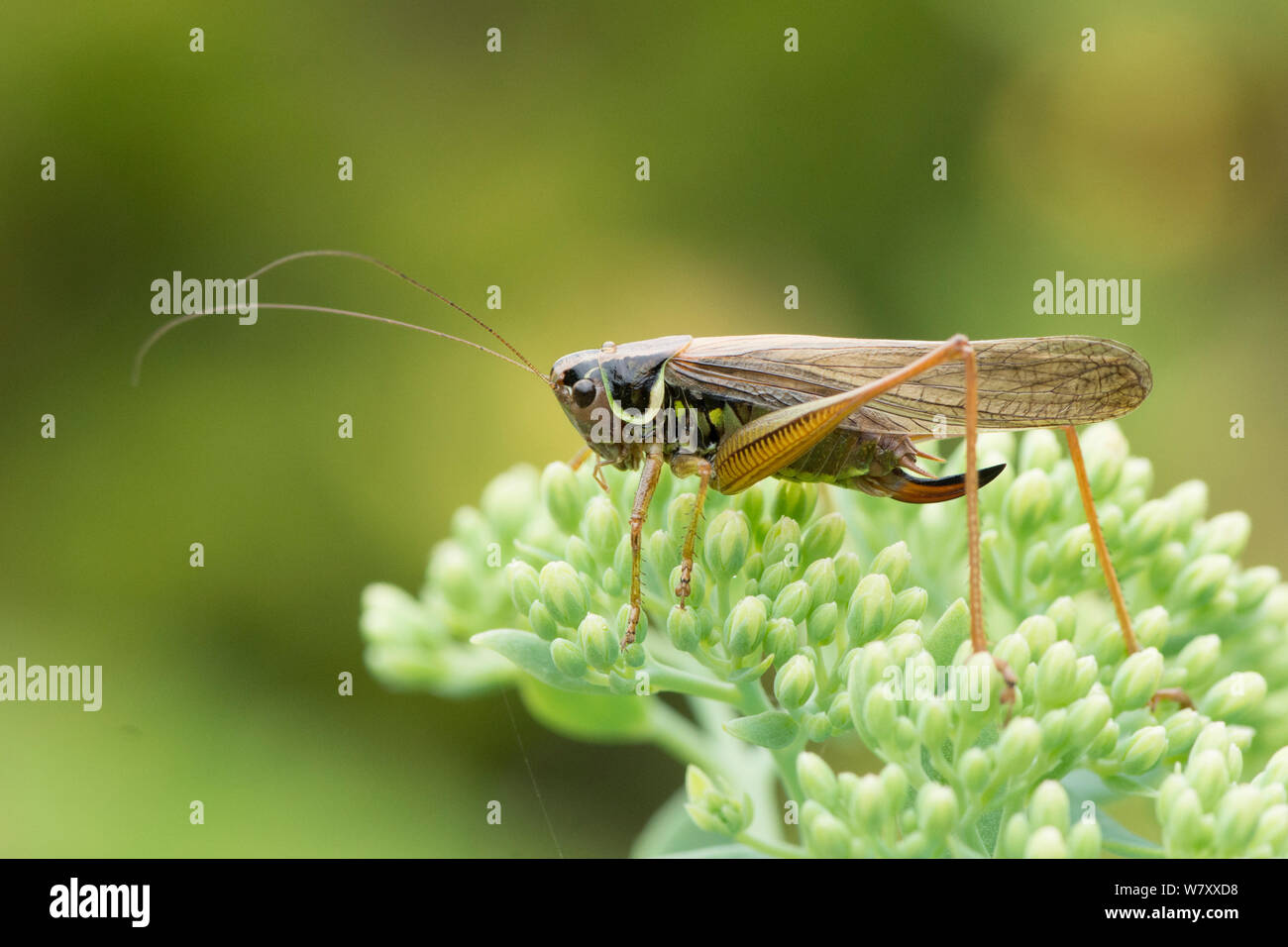 Roesel's Bushcricket, insect, cricket, Metrioptera roeselii, form
