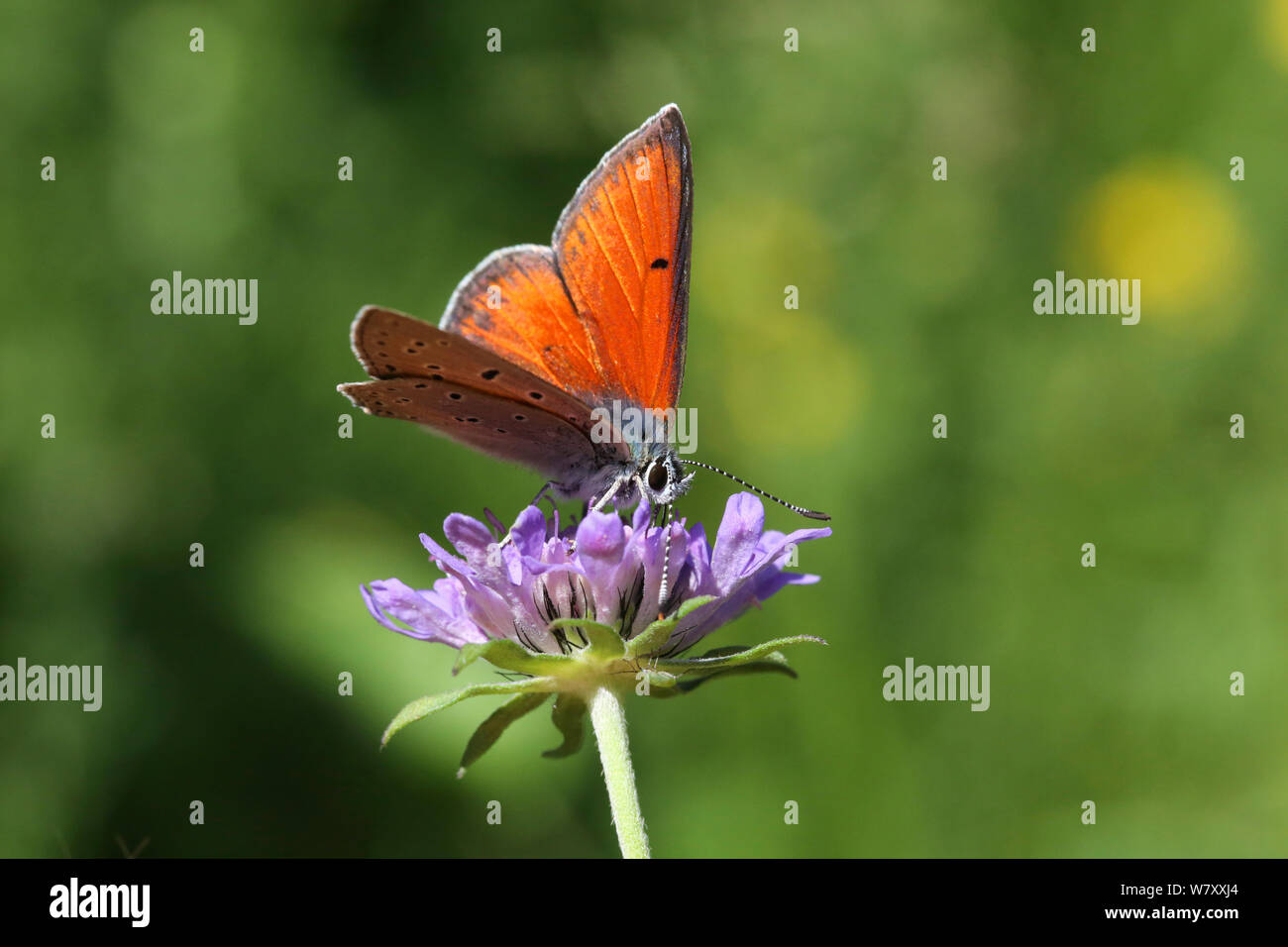 Purple-edged copper butterfly (Lycaena hippothoe) on Field scabious (Knautia arvensis) flower, France, July. Stock Photo