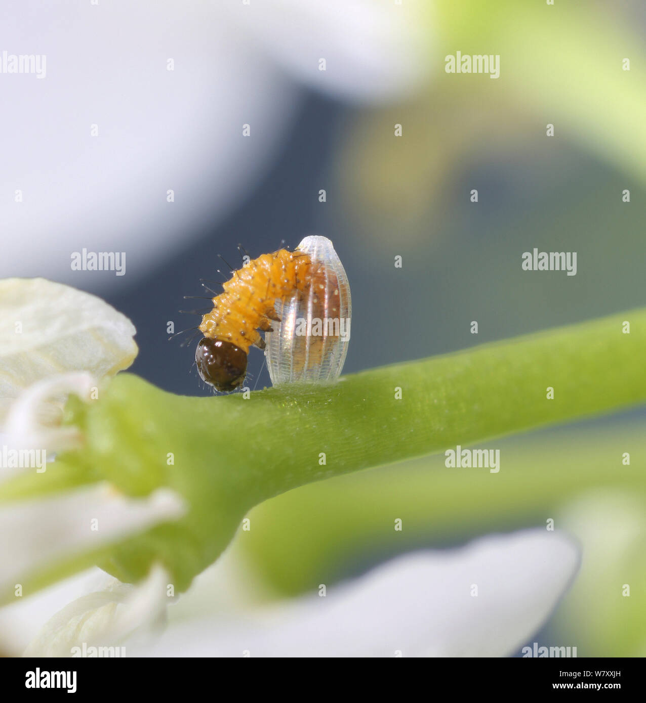Caterpillar Eggs Hatching Stock Photos & Caterpillar Eggs Hatching