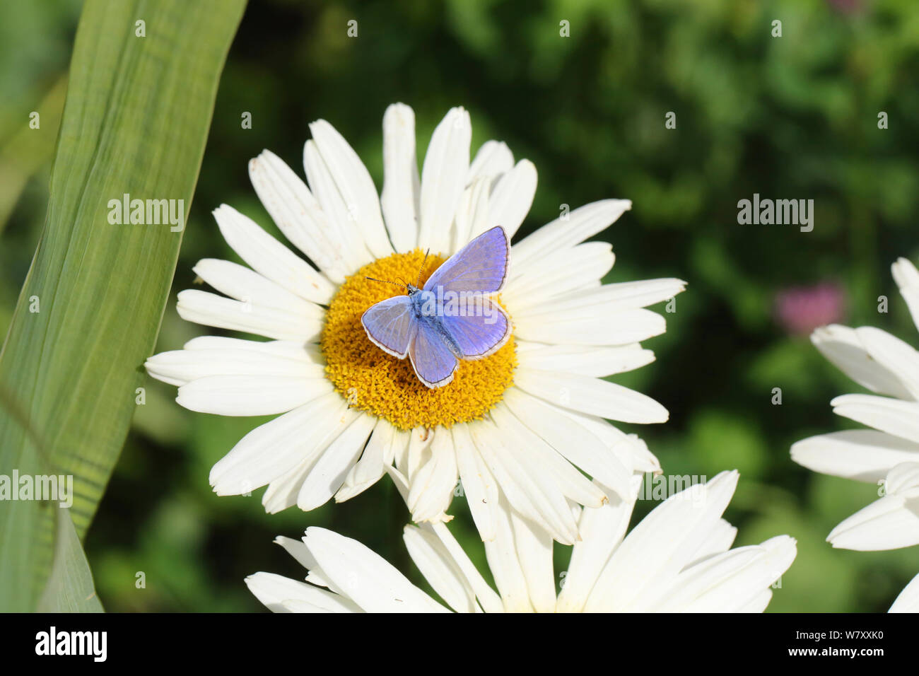 Common blue butterfly (Polyommatus icarus) on Marguerite daisy (Argyranthemum sp) Surrey, England, August. Stock Photo